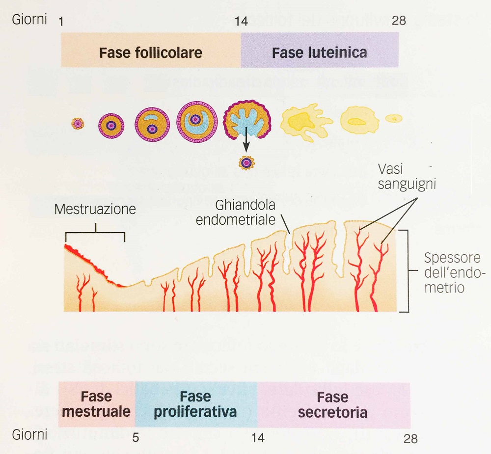 le diverse fasi del ciclo mestruale